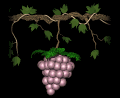 grapes_purple_single_mb.gif