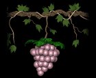 grapes_purple_single_lb.gif