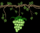 grapes_green_swing_sb.gif