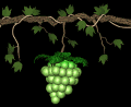 grapes_green_swing_mb.gif