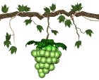 grapes_green_swing_lw.gif