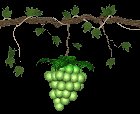 grapes_green_swing_lc.gif