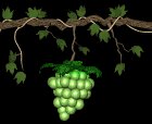 grapes_green_swing_lb.gif
