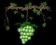 grapes_green_single_sb.gif