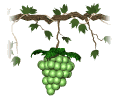 grapes_green_single_mw.gif