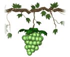 grapes_green_single_lw.gif