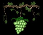 grapes_green_single_lb.gif