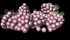 bunch_of_grapes_mb.gif