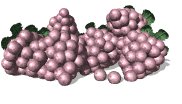 bunch_of_grapes_lw.gif