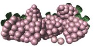 bunch_of_grapes_hr.jpg