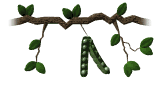 peapod_swing_mw.gif
