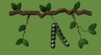 peapod_swing_lc.gif