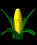 corn_jump_sb.gif