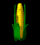 corn_ear_open_mb.gif