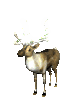 xmas_reindeer_lights_sc.gif