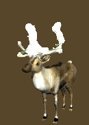 xmas_reindeer_lights_lc.gif