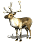 reindeer_look_sw.gif