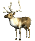 reindeer_look_sc.gif