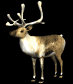 reindeer_look_sb.gif