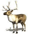 reindeer_look_mw.gif