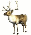 reindeer_look_mc.gif