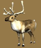 reindeer_look_lc.gif
