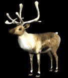 reindeer_look_lb.gif