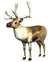 reindeer_look_hr.jpg
