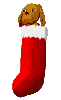 dog_in_stocking_mc.gif