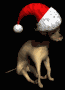 chihuahua2_christmashat_sb.gif