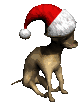 chihuahua2_christmashat_mc.gif