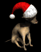 chihuahua2_christmashat_mb.gif