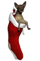 chihuahua1_stuckinsto_a_mw.gif