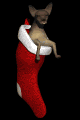 chihuahua1_stuckinsto_a_mb.gif