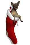 chihuahua1_stuckinsto_a_lw.gif