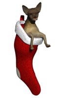 chihuahua1_stuckinsto_a_hr.jpg