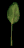 palm_leaf_swaying_tb.gif
