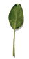 palm_leaf_swaying_sw.gif