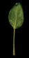 palm_leaf_swaying_sb.gif