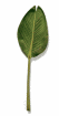 palm_leaf_swaying_mw.gif