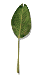 palm_leaf_swaying_lw.gif