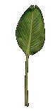palm_leaf_swaying_lc.gif