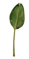 palm_leaf_swaying_hr.jpg