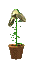 lily_bloom_sc.gif