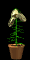 lily_bloom_sb.gif