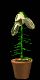 lily_bloom_mb.gif