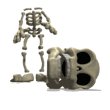 skeleton_losing_its_h_a_mw.gif