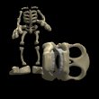 skeleton_losing_its_h_a_mc.gif