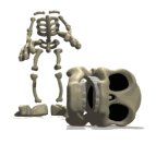 skeleton_losing_its_h_a_lw.gif