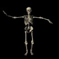 skeleton_dancing_mb.gif